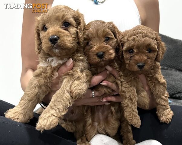 Cavoodles puppies