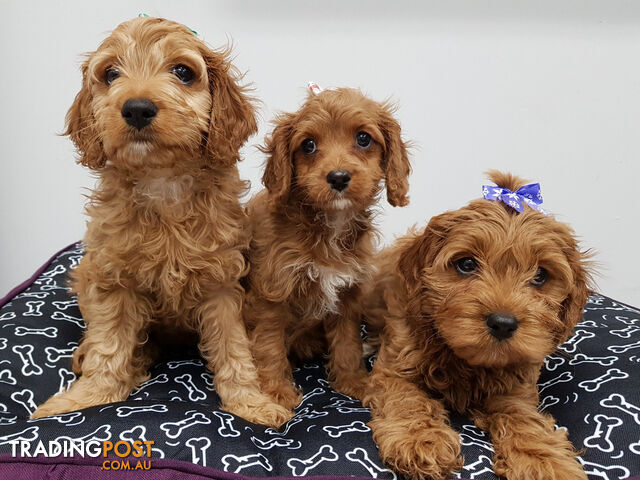 Cavoodle (Cavalier King Charles Spaniel x Toy Poodle) Puppies For Sale