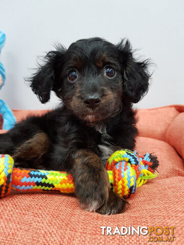 Cavoodle (Cavalier King Charles Spaniel x Poodle) Puppies For Sale