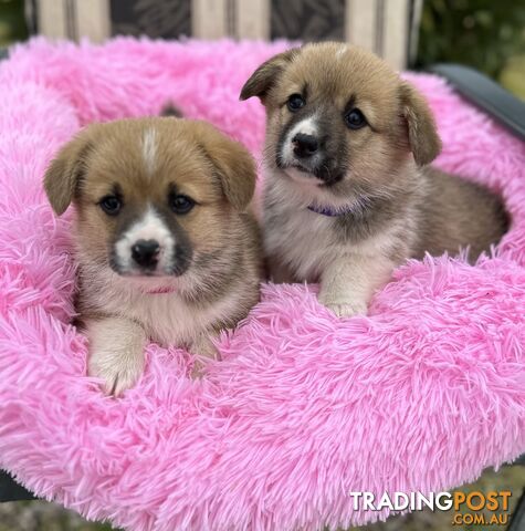 Purebred corgi puppies