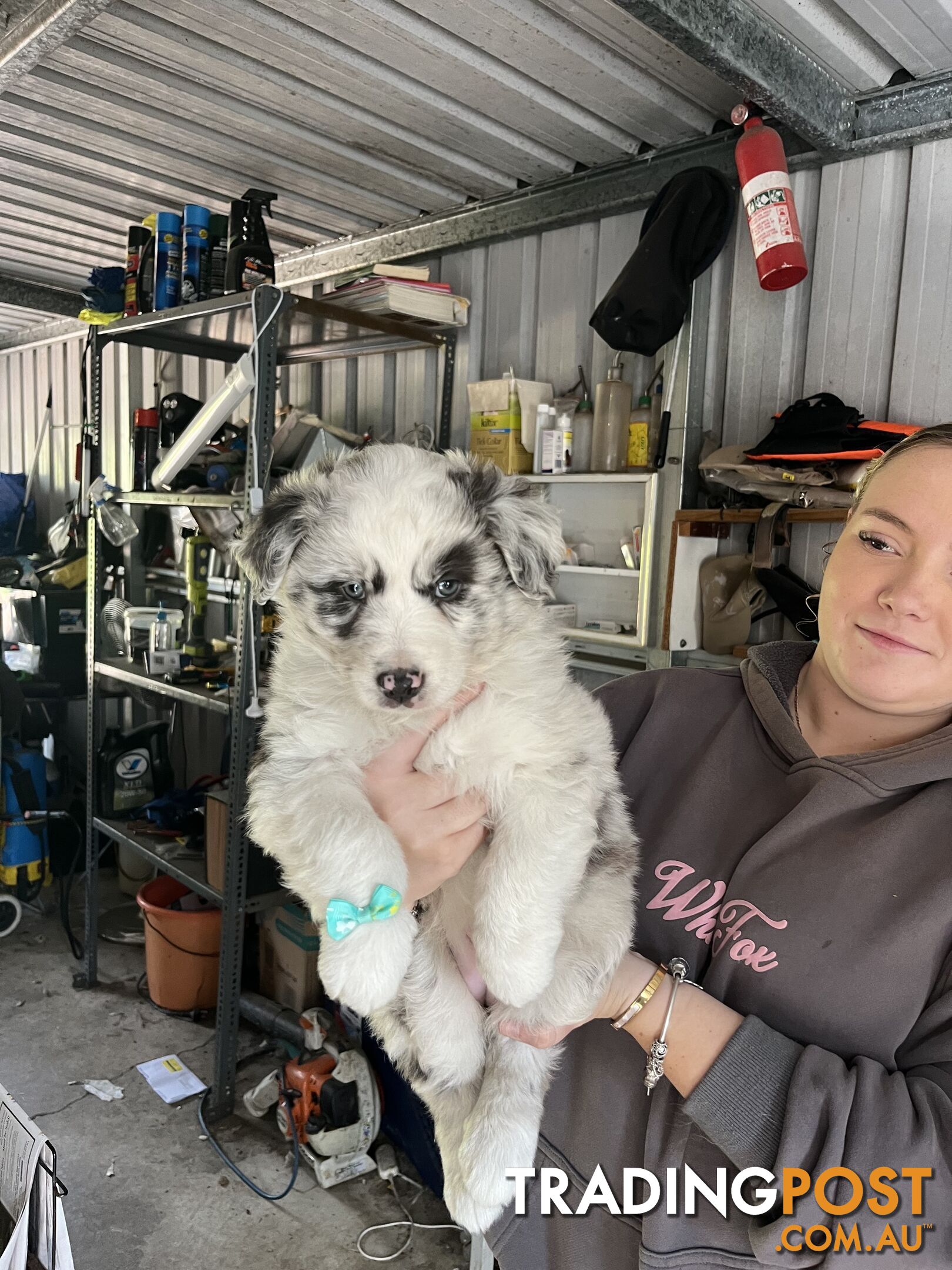 Australian shepherds