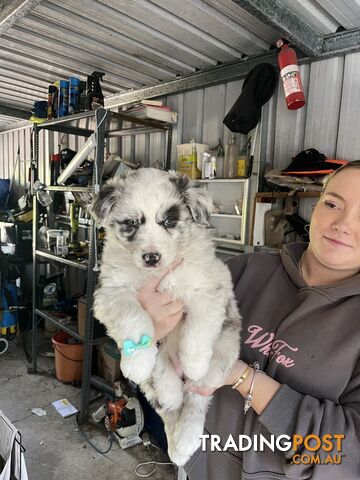 Australian shepherds