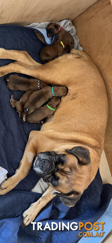 Trading post sales boxer puppies