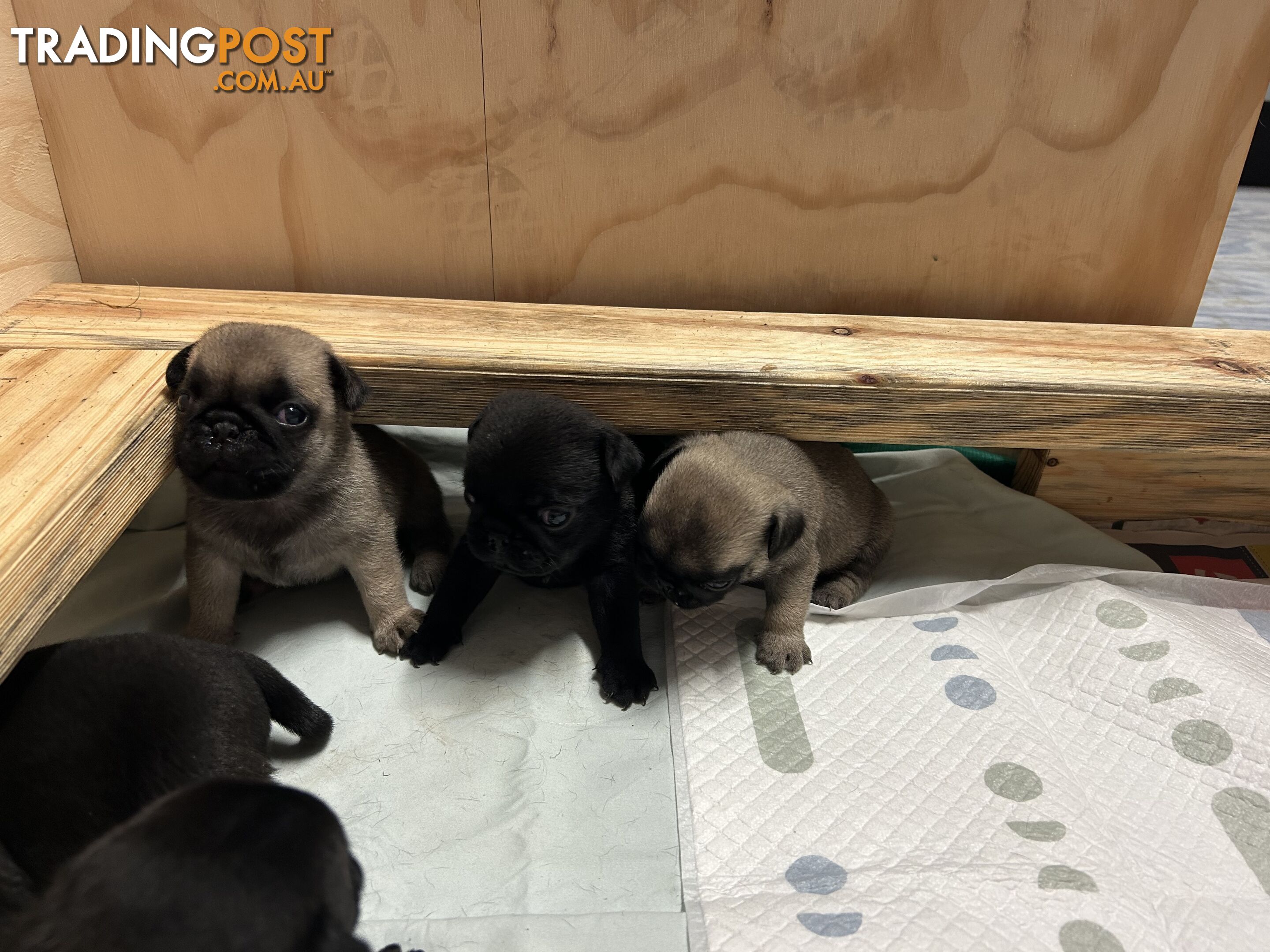 Purebred Pug Puppies