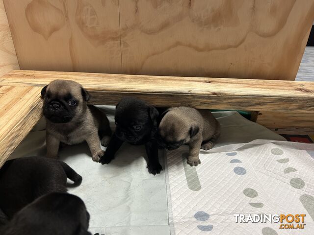 Purebred Pug Puppies