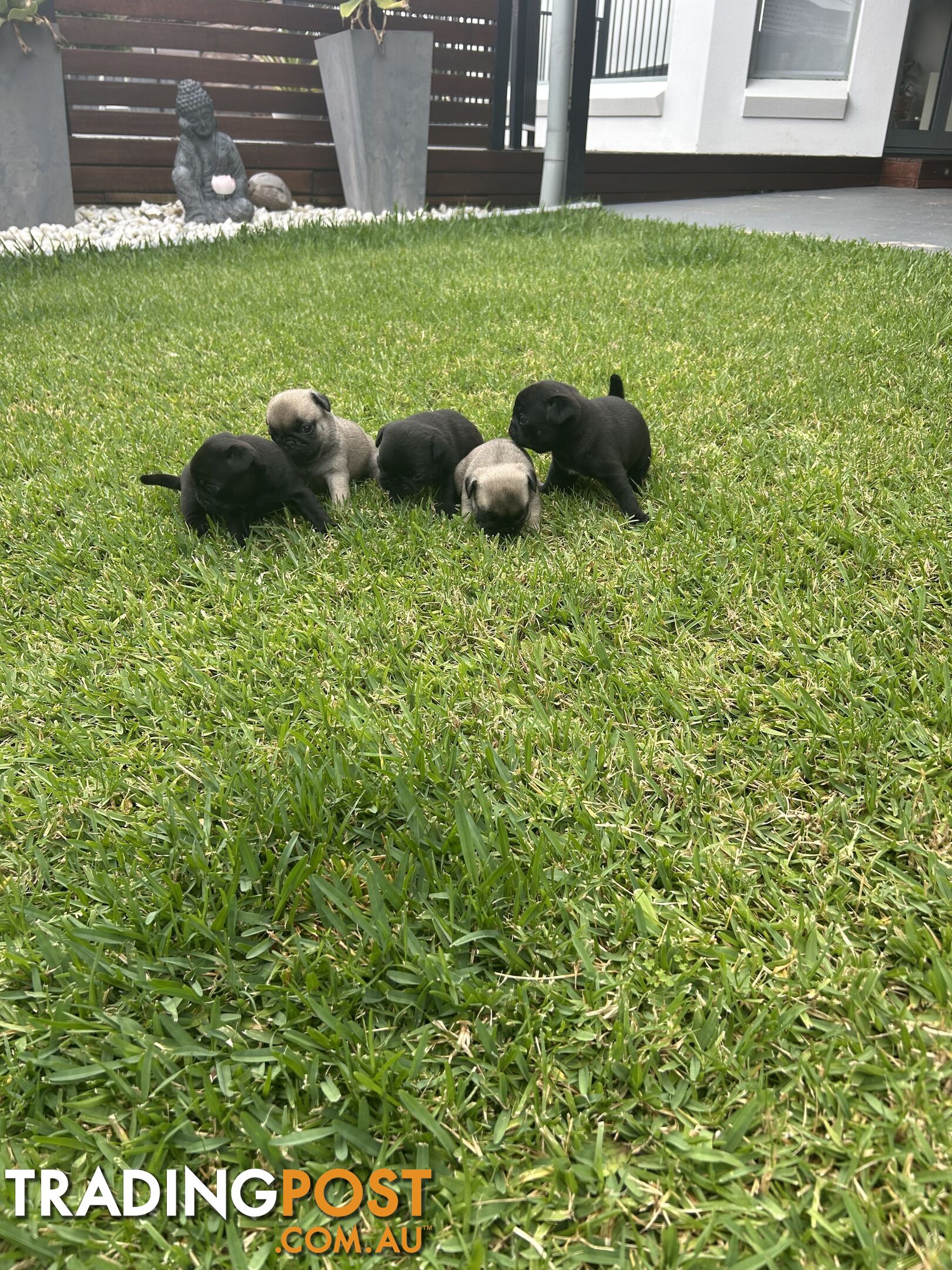 Purebred Pug Puppies