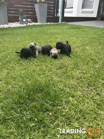 Purebred Pug Puppies