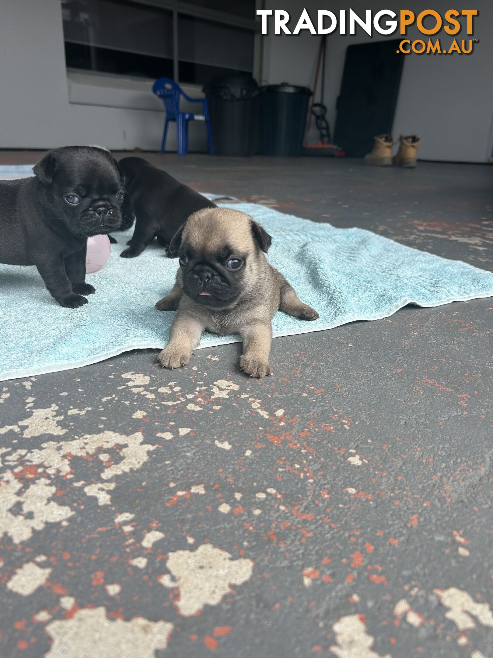 Purebred Pug Puppies