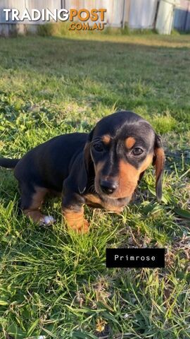 FEMALE DACHSHUND PUPPIES WITH PUPPY PACK