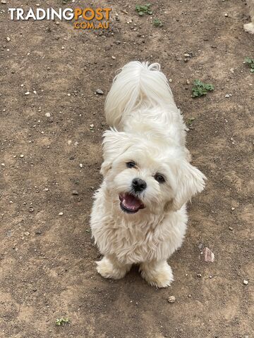 MALTESE DOG - Seeking a Loving Home for Our Handsome Maltese Stud Dog!