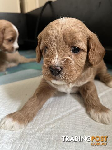 Toy cavoodle puppy’s - photo 5 of 9