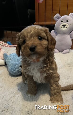 Toy cavoodle puppy’s - photo 3 of 8