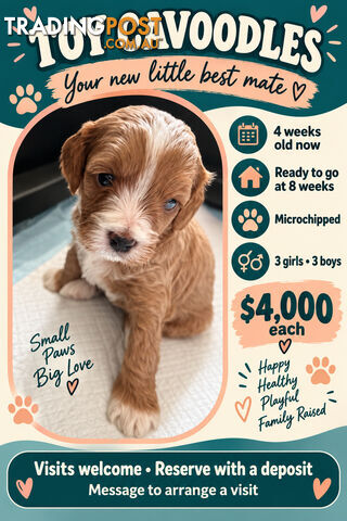Toy cavoodle puppy’s - photo 3 of 9