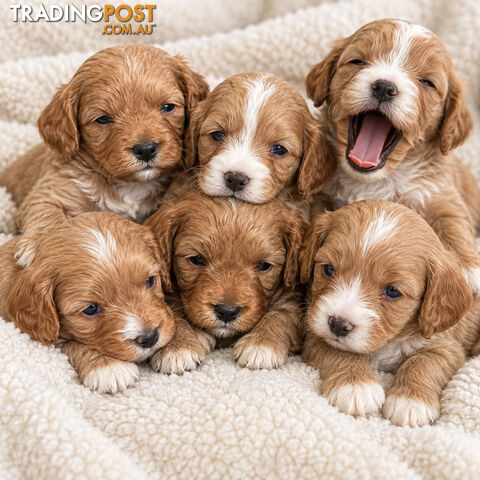 Toy cavoodle puppy’s
