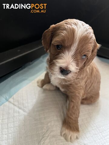 Toy cavoodle puppy’s - photo 4 of 9