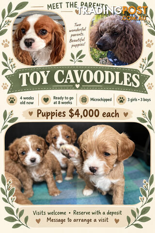 Toy cavoodle puppy’s - photo 2 of 9