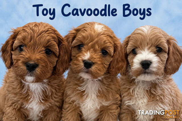 Toy cavoodle puppy’s - photo 2 of 8