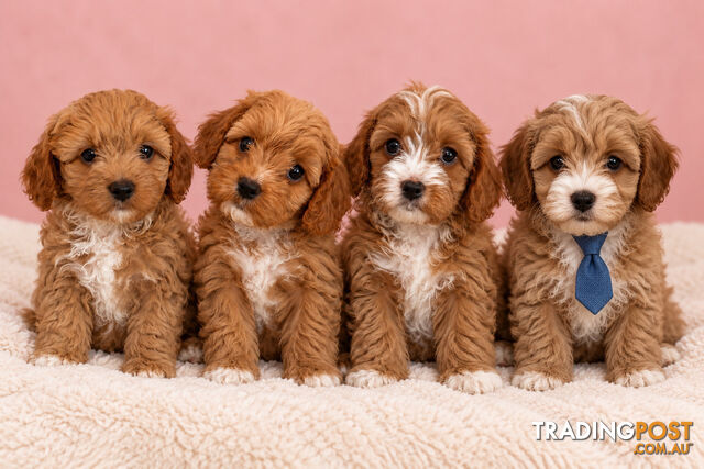 Toy cavoodle puppy’s
