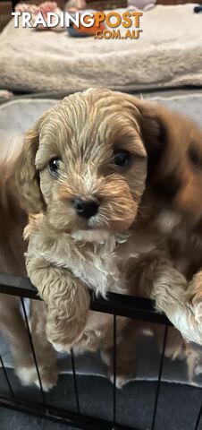 Toy cavoodle puppy’s - photo 5 of 8