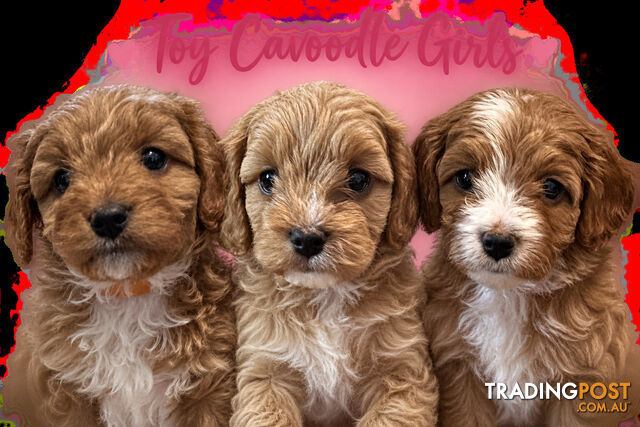 Toy cavoodle puppy’s