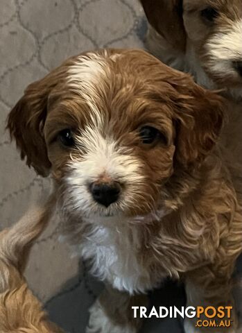 Toy cavoodle puppy’s - photo 4 of 8