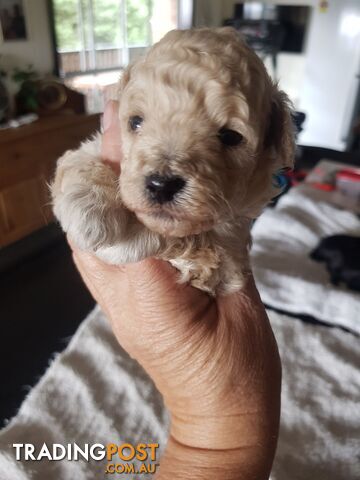 Toy Poodle Pure bred Dna clear parents