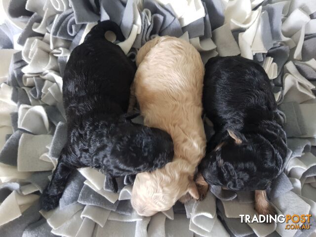 Toy Poodle Pure bred Dna clear parents