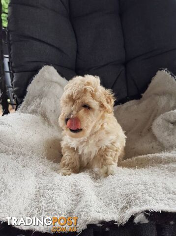 Toy Poodle Pure bred DNA  clear by parentage