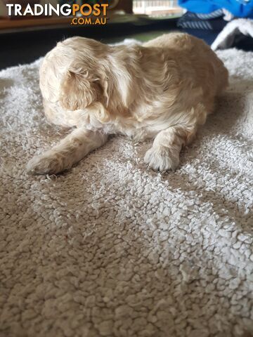 Toy Poodle Pure bred Dna clear parents