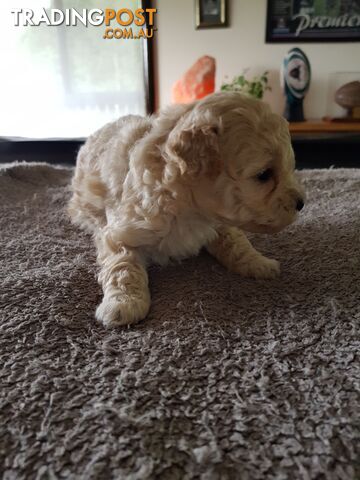 Toy Poodle Pure bred Dna clear parents