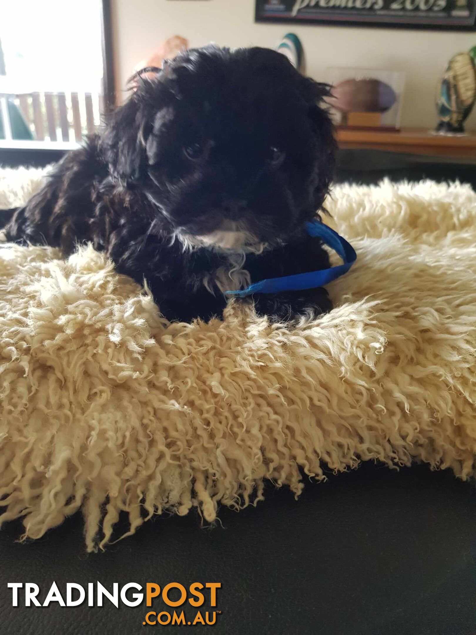 Shoodle     shihtzu x toy poodle