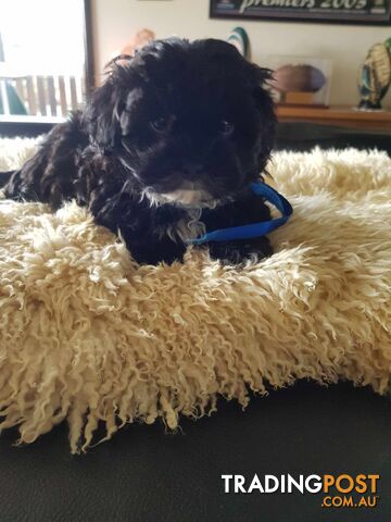 Shoodle     shihtzu x toy poodle