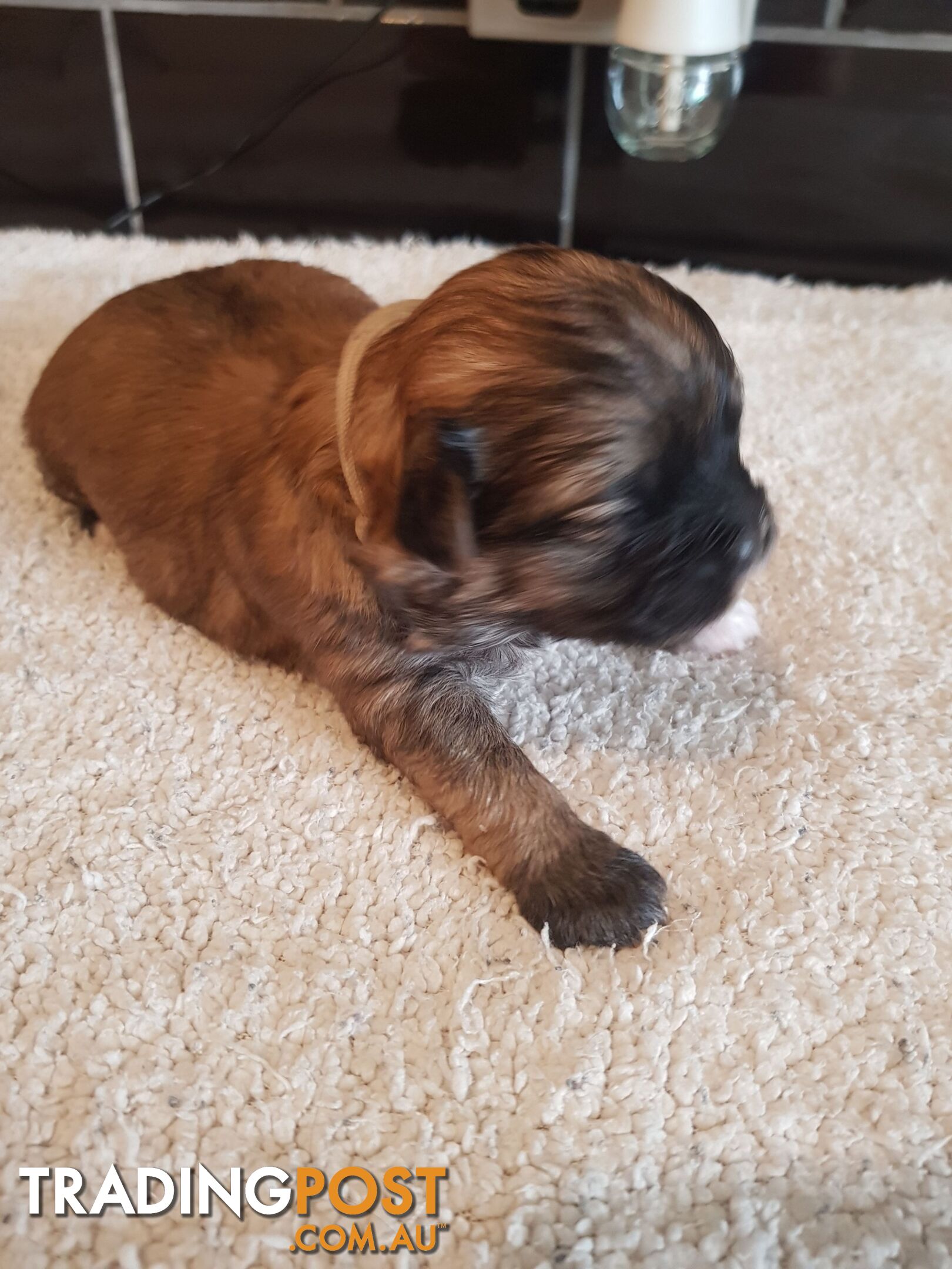 Toy  shoodle  shihtzu x Toy poodle