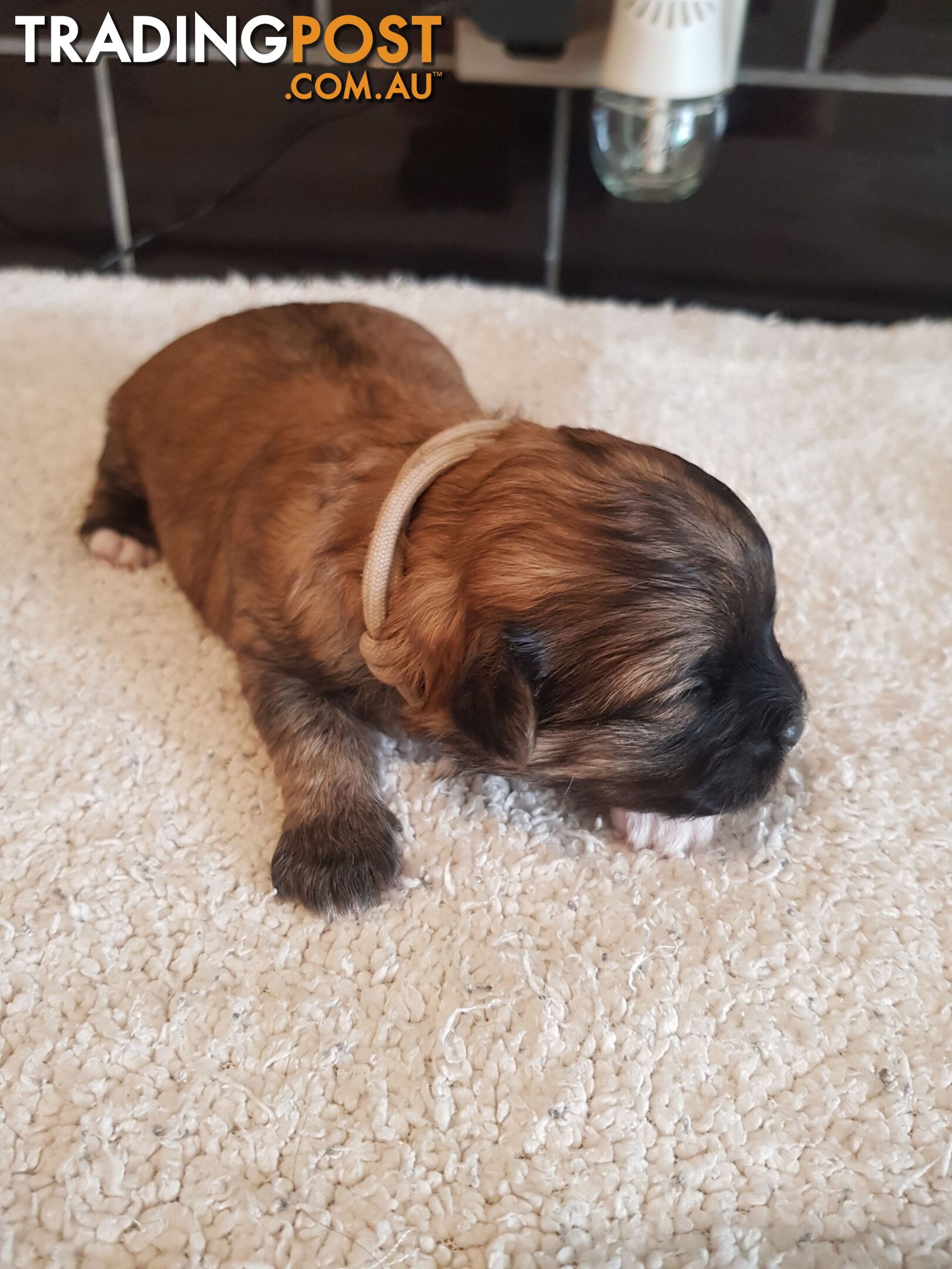 Toy  shoodle  shihtzu x Toy poodle