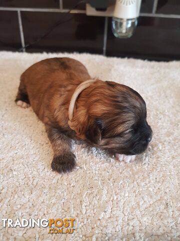 Toy  shoodle  shihtzu x Toy poodle