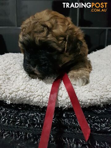 Toy  shoodle  shihtzu x Toy poodle