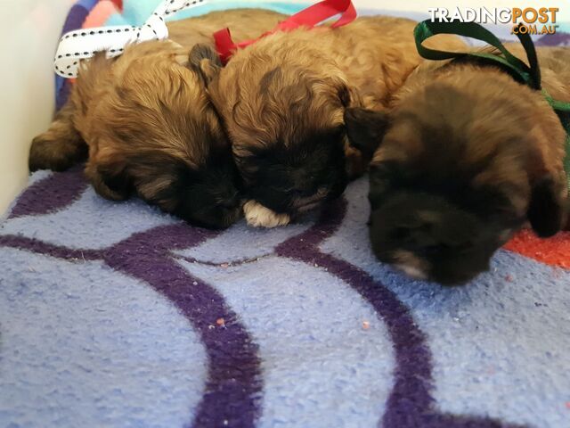 Toy  shoodle  shihtzu x Toy poodle