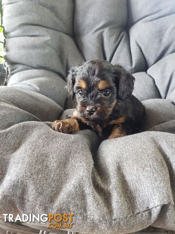 Toy Cavoodle Toy Poodle x King charles cavalier