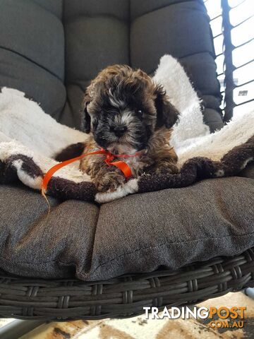 shoodle     shihtzu x toy poodle