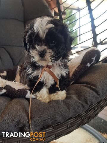 shoodle     shihtzu x toy poodle