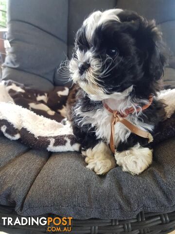 shoodle     shihtzu x toy poodle