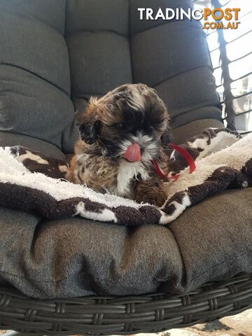 shoodle     shihtzu x toy poodle