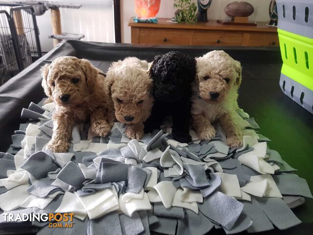 Toy poodle pure bred non shedding dna clear parents