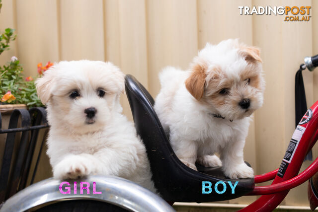 Maltese x Shih Tzu x Toy Poodle Shmoodle