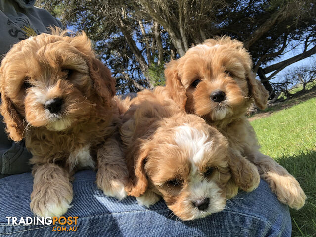 Cavoodle Puppies