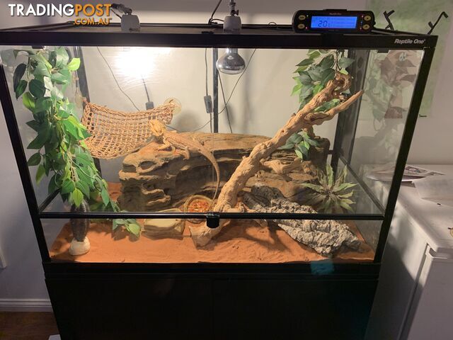 Bearded Dragon with Enclosure Habitat