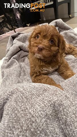Beautiful 15-Wk Toy Cavoodle Puppy – Fully Vaccinated – Looking a loving Family