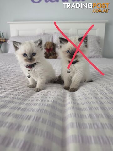 Ragdoll Kittens