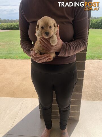 Cavoodle puppy (toy Cavoodle)