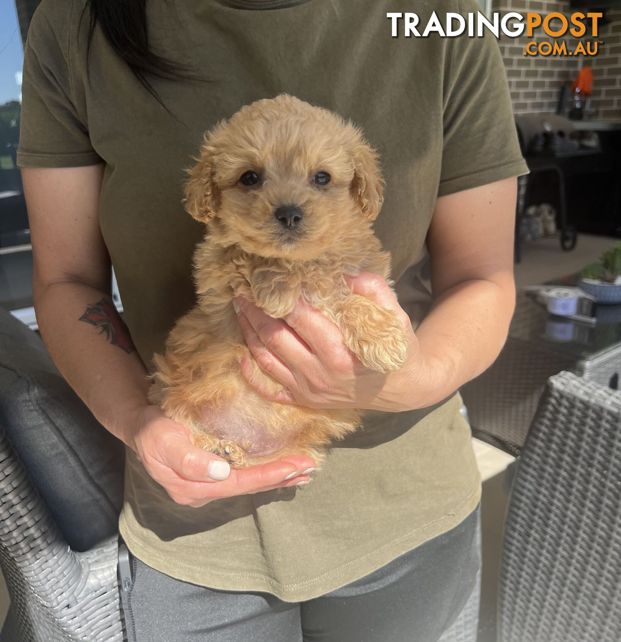 Cavoodle puppies-toy